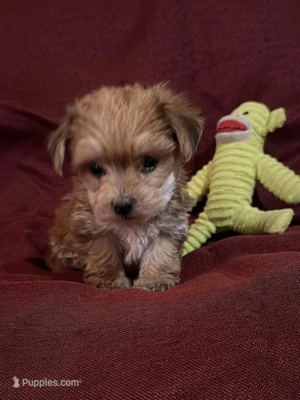 Elsie – Yorkshire Terrier, Biewer puppy for sale in Jefferson, SC