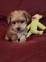 Elsie, a female Yorkshire Terrier and Biewer for sale in Jefferson, SC – Photo 3 of 4