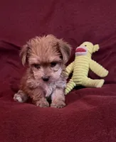 Elsie, a female Yorkshire Terrier and Biewer for sale in Jefferson, SC – Photo 4 of 4