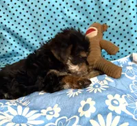 Leo, a male Yorkshire Terrier and Biewer for sale in Jefferson, SC – 2 of 5