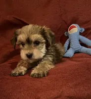 Sally, a female Yorkshire Terrier and Biewer for sale in Jefferson, SC – Photo 3 of 4