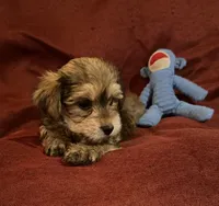 Sally, a female Yorkshire Terrier and Biewer for sale in Jefferson, SC – Photo 4 of 4