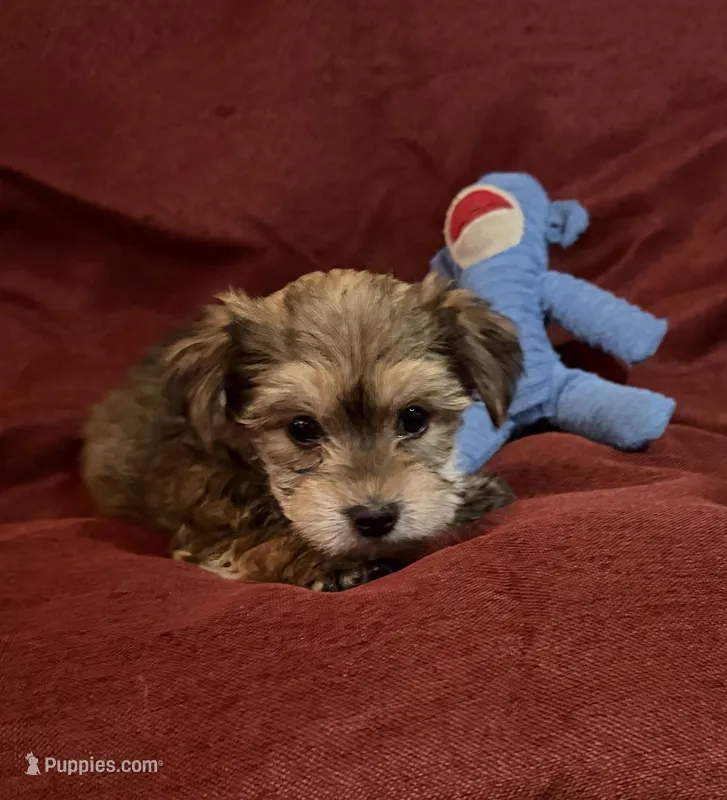 Sally – Yorkshire Terrier, Biewer puppy for sale in Jefferson, SC