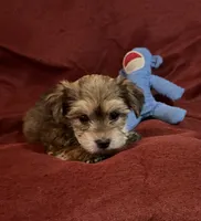 Sally, a female Yorkshire Terrier and Biewer for sale in Jefferson, SC – Photo 1 of 4