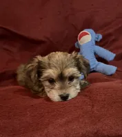 Sally, a female Yorkshire Terrier and Biewer for sale in Jefferson, SC – Photo 2 of 4