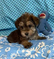 Leon, a male Yorkshire Terrier and Biewer for sale in Jefferson, SC – 3 of 6
