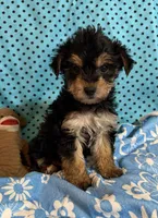 Leo, a male Yorkshire Terrier and Biewer for sale in Jefferson, SC – 4 of 5