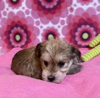 Lily, a female Yorkshire Terrier and Biewer for sale in Jefferson, SC – 4 of 5