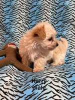 Harry, a male Biewer and Morkie for sale in Jefferson, SC – 3 of 3