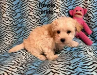 Huey, a male Biewer and Morkie for sale in Jefferson, SC – 2 of 4