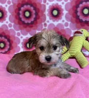 Lily, a female Yorkshire Terrier and Biewer for sale in Jefferson, SC – 5 of 5