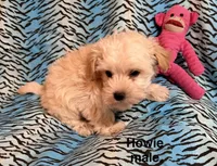 Huey, a male Biewer and Morkie for sale in Jefferson, SC – 4 of 4