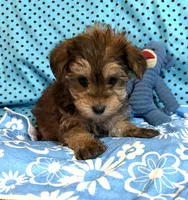 Leon, a male Yorkshire Terrier and Biewer for sale in Jefferson, SC – 6 of 6