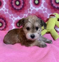 Lily, a female Yorkshire Terrier and Biewer for sale in Jefferson, SC – 3 of 5