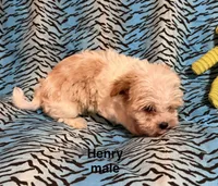 Henry, a male Biewer and Morkie for sale in Jefferson, SC – 4 of 4