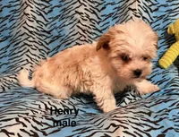 Henry, a male Biewer and Morkie for sale in Jefferson, SC – 3 of 4