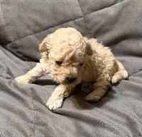 Toby, a male Poodle - Toy  for sale in Jefferson, SC – 8 of 10