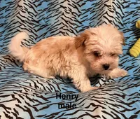 Henry, a male Biewer and Morkie for sale in Jefferson, SC – 2 of 4