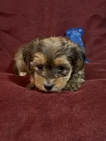 Caleb, a male Yorkshire Terrier and Biewer for sale in Jefferson, SC – Photo 3 of 5