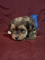 Caleb, a male Yorkshire Terrier and Biewer for sale in Jefferson, SC – Photo 4 of 5