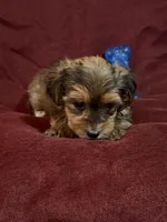 Caleb, a male Yorkshire Terrier and Biewer for sale in Jefferson, SC – Photo 2 of 5