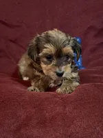 Caleb, a male Yorkshire Terrier and Biewer for sale in Jefferson, SC – Photo 5 of 5