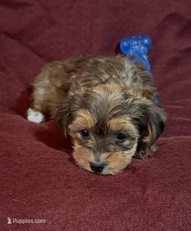 Caleb – Yorkshire Terrier, Biewer puppy for sale in Jefferson, SC