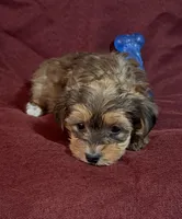 Caleb, a male Yorkshire Terrier and Biewer for sale in Jefferson, SC – Photo 1 of 5