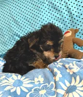 Leo, a male Yorkshire Terrier and Biewer for sale in Jefferson, SC – 3 of 5
