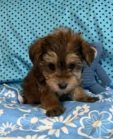 Leon, a male Yorkshire Terrier and Biewer for sale in Jefferson, SC – 4 of 6