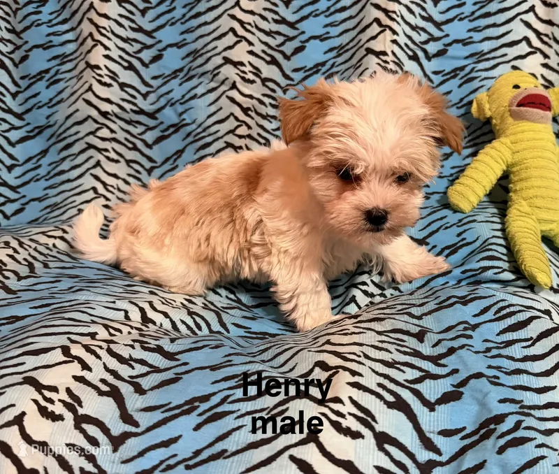 Henry – Biewer, Morkie puppy for sale in Jefferson, SC
