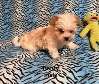 Henry, a male Biewer and Morkie for sale in Jefferson, SC – 1 of 4