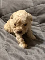 Toby, a male Poodle - Toy  for sale in Jefferson, SC – 3 of 10