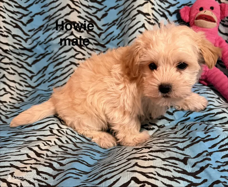 Howie – Biewer, Morkie puppy for sale in Jefferson, SC