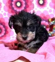 Lola, a female Yorkshire Terrier and Biewer for sale in Jefferson, SC – 3 of 4