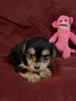 Clara, a female Yorkshire Terrier and Biewer for sale in Jefferson, SC – Photo 2 of 3