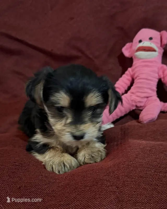 Clara – Yorkshire Terrier, Biewer puppy for sale in Jefferson, SC