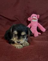 Clara, a female Yorkshire Terrier and Biewer for sale in Jefferson, SC – Photo 3 of 3