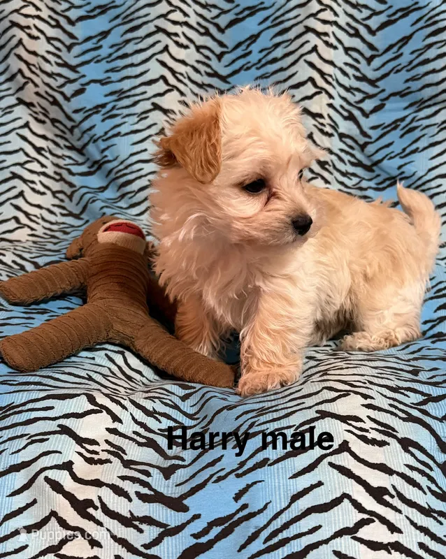 Harry – Biewer, Morkie puppy for sale in Jefferson, SC