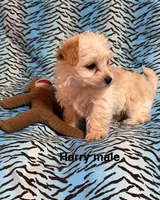 Harry, a male Biewer and Morkie for sale in Jefferson, SC – 1 of 3