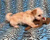 Harry, a male Biewer and Morkie for sale in Jefferson, SC – 2 of 3