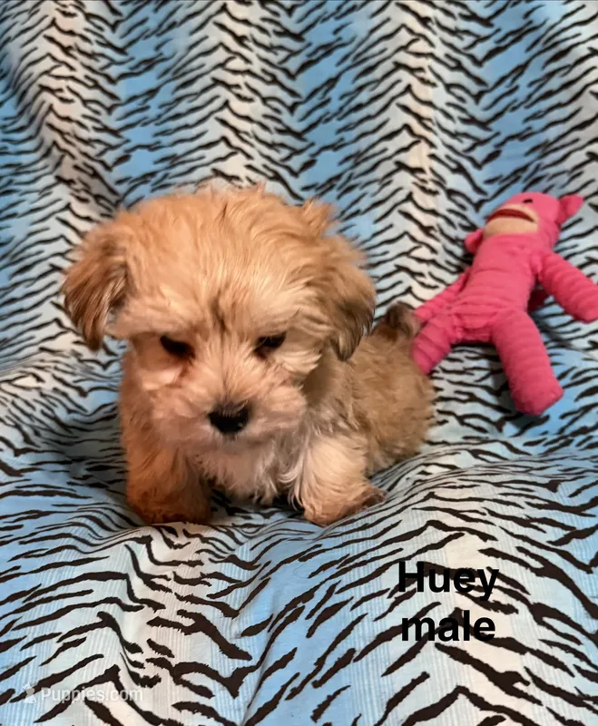 Huey – Biewer, Morkie puppy for sale in Jefferson, SC
