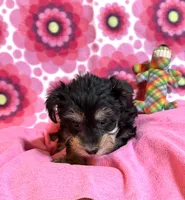 Lola, a female Yorkshire Terrier and Biewer for sale in Jefferson, SC – 4 of 4