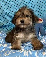 Leon, a male Yorkshire Terrier and Biewer for sale in Jefferson, SC – 5 of 6