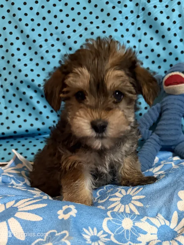 Leon – Yorkshire Terrier, Biewer puppy for sale in Jefferson, SC
