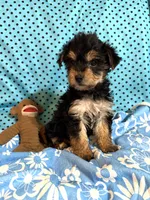 Leo, a male Yorkshire Terrier and Biewer for sale in Jefferson, SC – 5 of 5