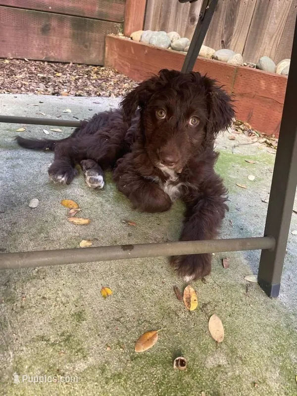 Evie – Aussiedoodle puppy for sale in Sacramento, CA