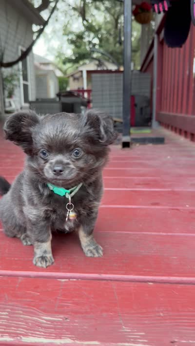 Blue bear, a male Chihuahua for sale in Schertz, TX – 3 of 5