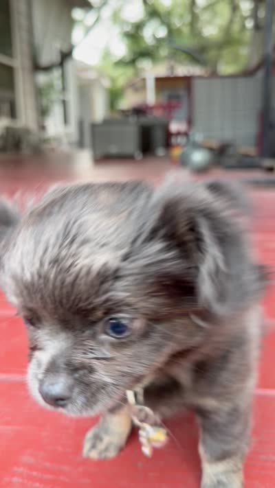 Blue bear, a male Chihuahua for sale in Schertz, TX – 4 of 5