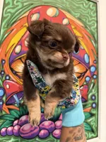 Muffin, a female Chihuahua for sale in Schertz, TX – 3 of 5